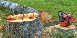 Best Firewood Processing and Delivery  in Fayette, MS