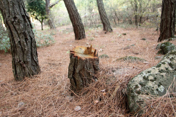 Professional Tree Care in Fayette, MS