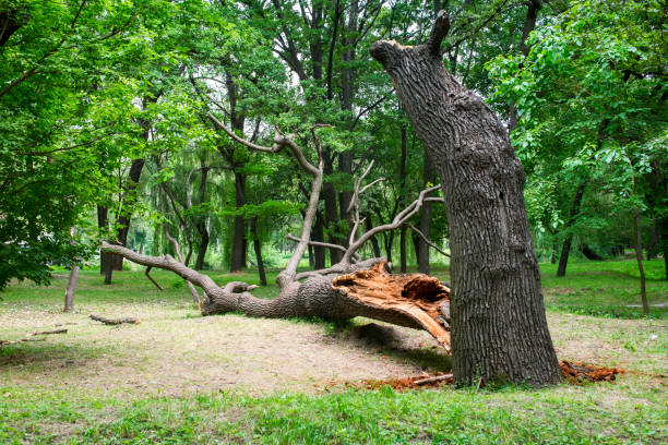 Best Hazardous Tree Removal  in Fayette, MS