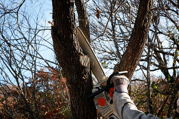 Best Tree Removal  in Fayette, MS