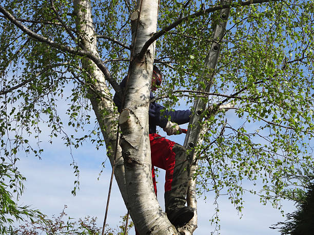 Best Tree Trimming and Pruning  in Fayette, MS