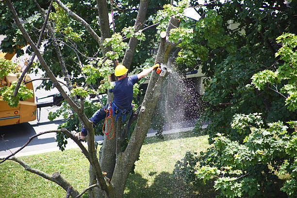 Best Pest Control for Lawns  in Fayette, MS