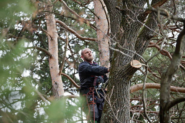 How Our Tree Care Process Works  in  Fayette, MS