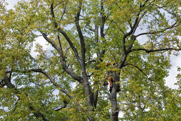 Best Tree Maintenance Programs  in Fayette, MS